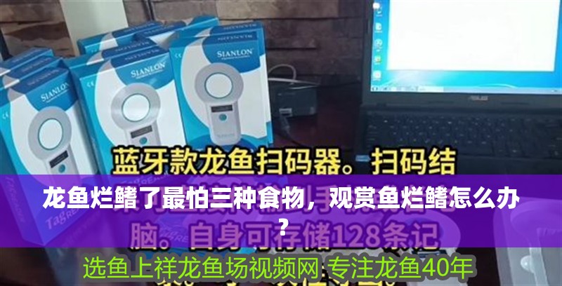 龍魚爛鰭了最怕三種食物，觀賞魚爛鰭怎么辦？