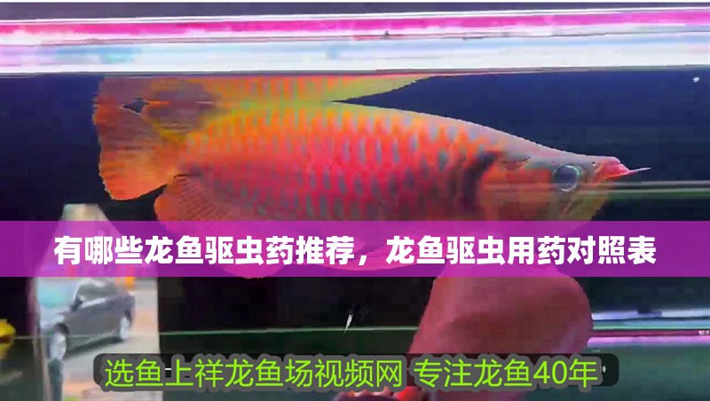 有哪些龍魚驅蟲藥推薦,龍魚驅蟲用藥對照表