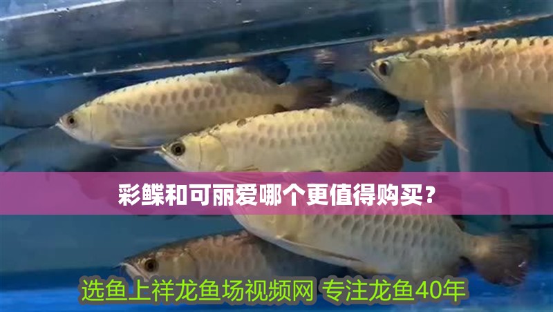 彩鰈和可麗愛哪個更值得購買？