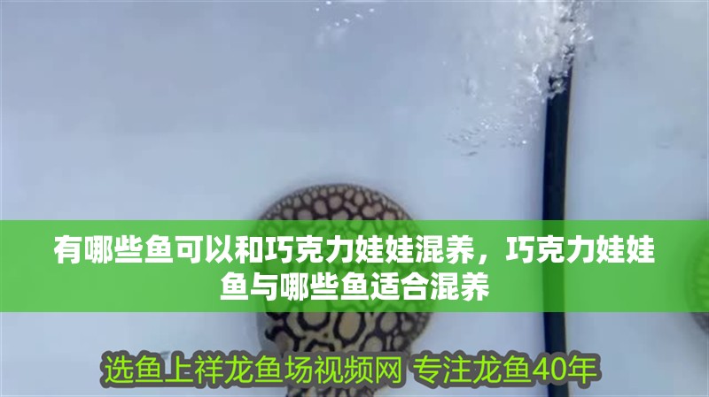 有哪些魚可以和巧克力娃娃混養，巧克力娃娃魚與哪些魚適合混養