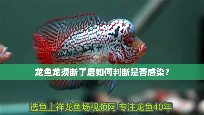 龍魚龍須斷了后如何判斷是否感染？