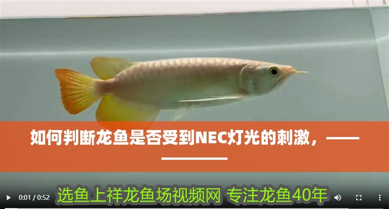 如何判斷龍魚是否受到NEC燈光的刺激,——————