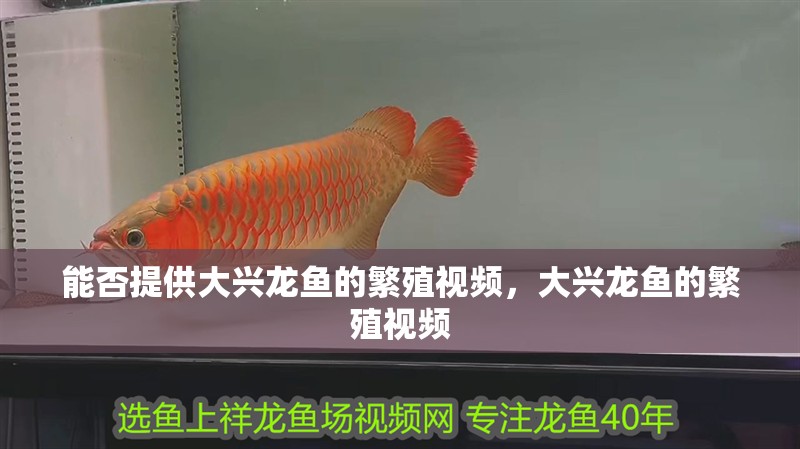能否提供大興龍魚的繁殖視頻，大興龍魚的繁殖視頻