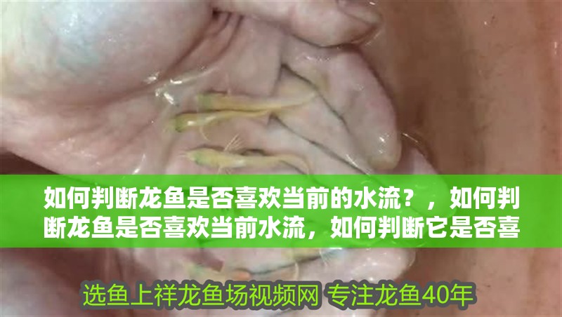 如何判斷龍魚是否喜歡當前的水流？，如何判斷龍魚是否喜歡當前水流，如何判斷它是否喜歡當前水流