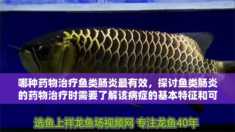 哪種藥物治療魚類腸炎最有效，探討魚類腸炎的藥物治療時需要了解該病癥的基本特征和可能