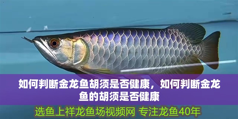 如何判斷金龍魚胡須是否健康，如何判斷金龍魚的胡須是否健康