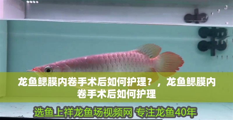 龍魚鰓膜內卷手術后如何護理？，龍魚鰓膜內卷手術后如何護理