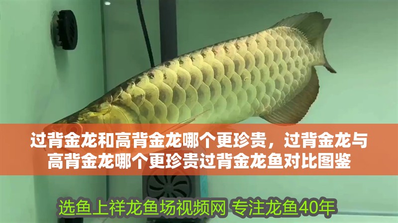 過背金龍和高背金龍哪個更珍貴，過背金龍與高背金龍哪個更珍貴過背金龍魚對比圖鑒