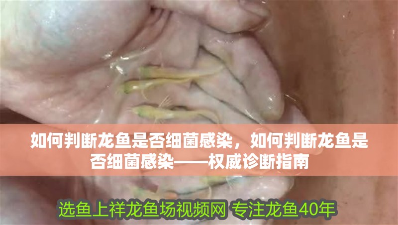如何判斷龍魚是否細(xì)菌感染，如何判斷龍魚是否細(xì)菌感染——權(quán)威診斷指南