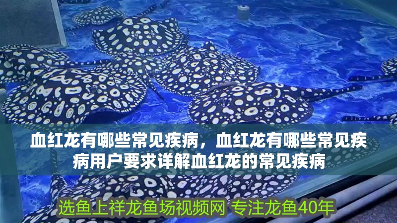 血紅龍有哪些常見疾病，血紅龍有哪些常見疾病用戶要求詳解血紅龍的常見疾病