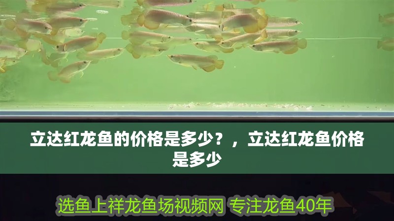 立達紅龍魚的價格是多少？，立達紅龍魚價格是多少