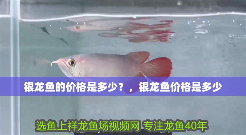 銀龍魚的價格是多少？，銀龍魚價格是多少