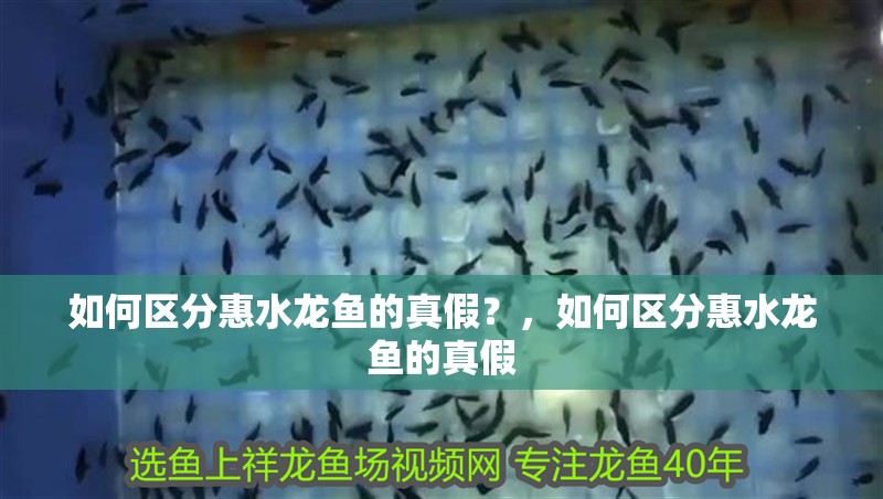 如何區分惠水龍魚的真假？，如何區分惠水龍魚的真假