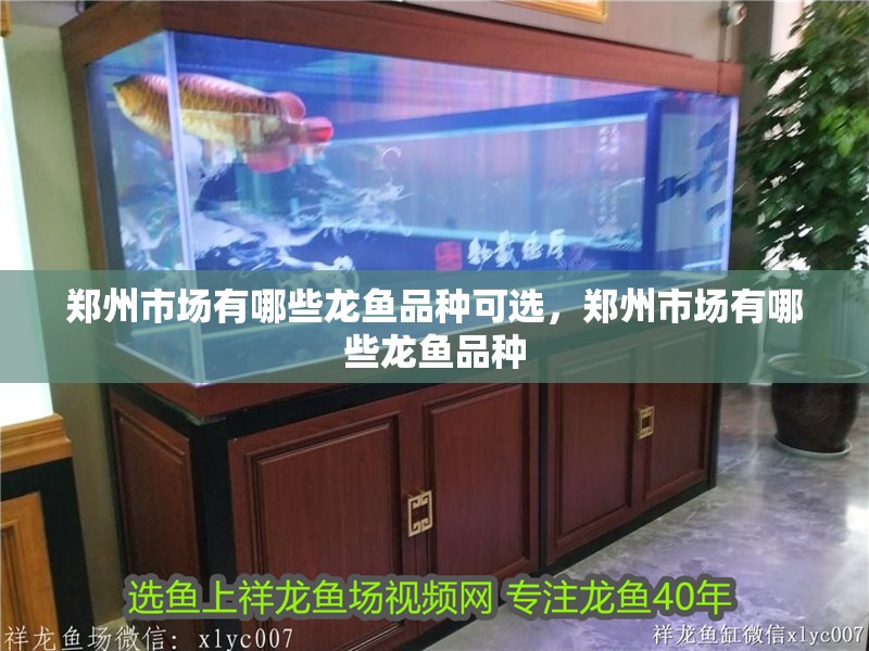 鄭州市場有哪些龍魚品種可選，鄭州市場有哪些龍魚品種