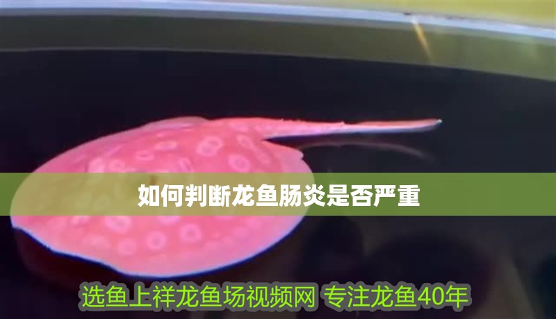 如何判斷龍魚腸炎是否嚴重
