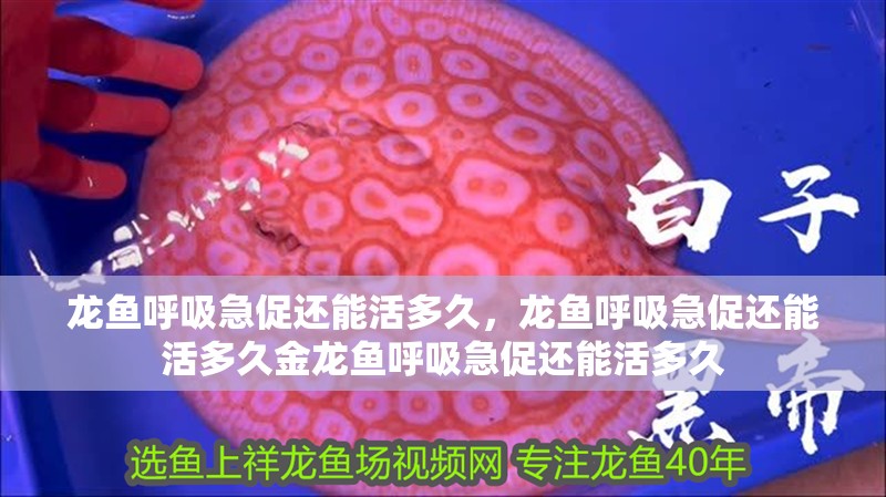 龍魚呼吸急促還能活多久，龍魚呼吸急促還能活多久金龍魚呼吸急促還能活多久