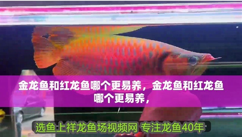 金龍魚和紅龍魚哪個更易養(yǎng)，金龍魚和紅龍魚哪個更易養(yǎng)，