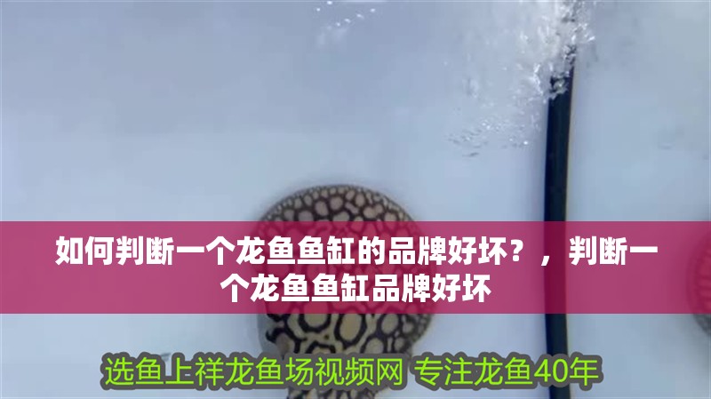 如何判斷一個龍魚魚缸的品牌好壞？，判斷一個龍魚魚缸品牌好壞