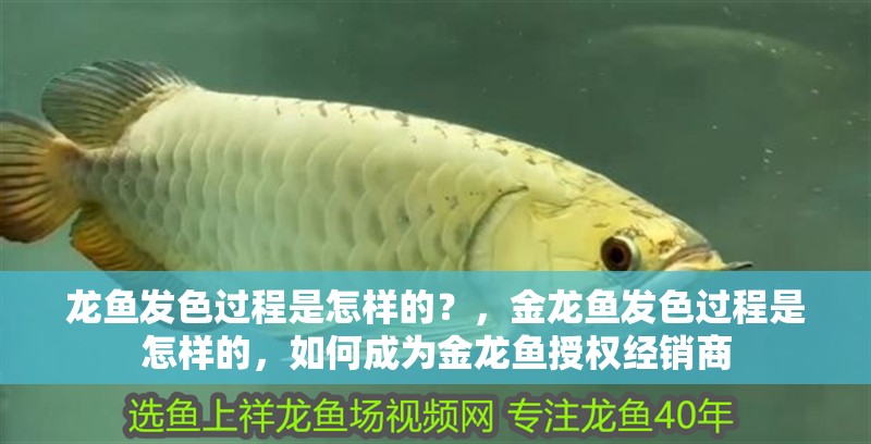 龍魚發色過程是怎樣的？，金龍魚發色過程是怎樣的，如何成為金龍魚授權經銷商