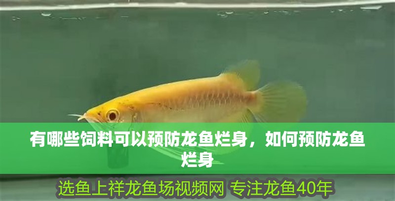 有哪些飼料可以預防龍魚爛身，如何預防龍魚爛身