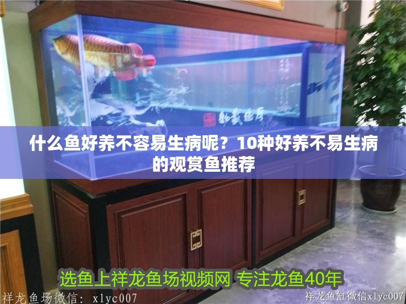 什么魚好養不容易生病呢？10種好養不易生病的觀賞魚推薦