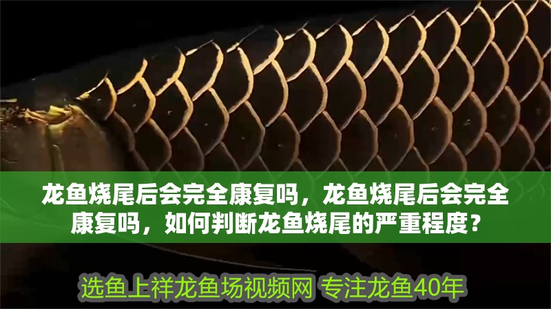 龍魚燒尾后會完全康復嗎，龍魚燒尾后會完全康復嗎，如何判斷龍魚燒尾的嚴重程度？