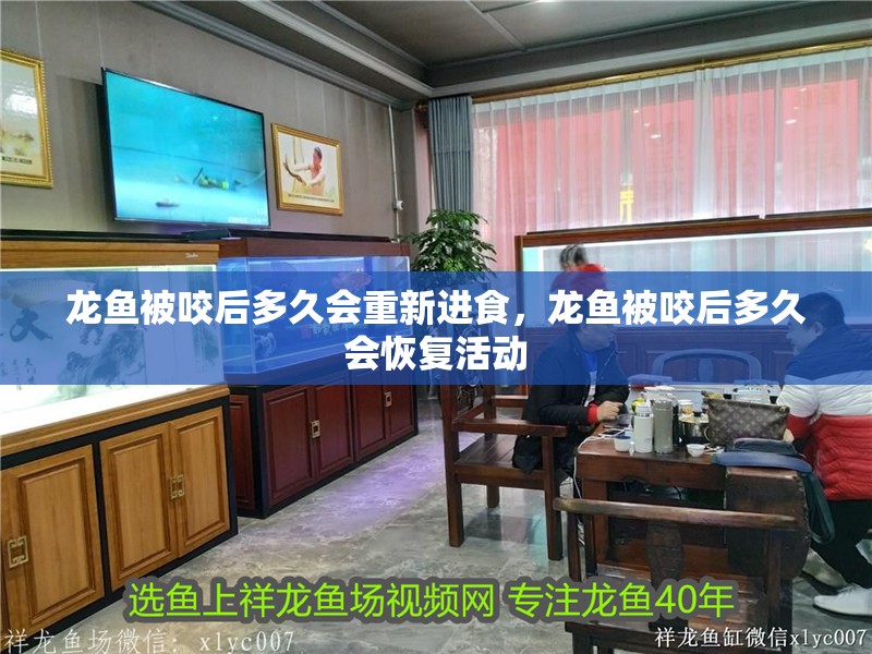 龍魚被咬后多久會(huì)重新進(jìn)食，龍魚被咬后多久會(huì)恢復(fù)活動(dòng)