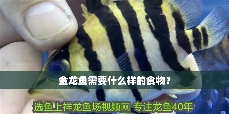 金龍魚需要什么樣的食物？