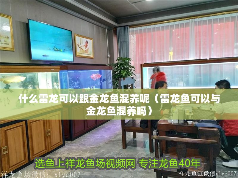 什么雷龍可以跟金龍魚混養(yǎng)呢（雷龍魚可以與金龍魚混養(yǎng)嗎）