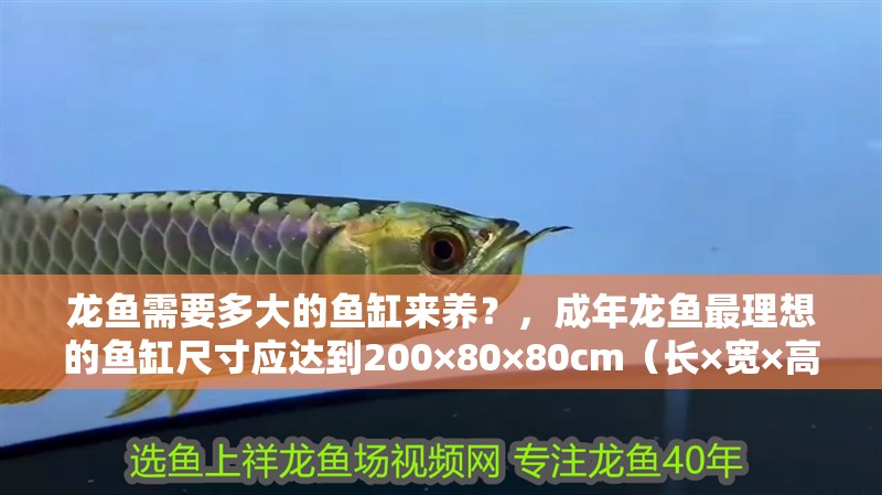 龍魚需要多大的魚缸來養？，成年龍魚最理想的魚缸尺寸應達到200×80×80cm（長×寬×高）以上