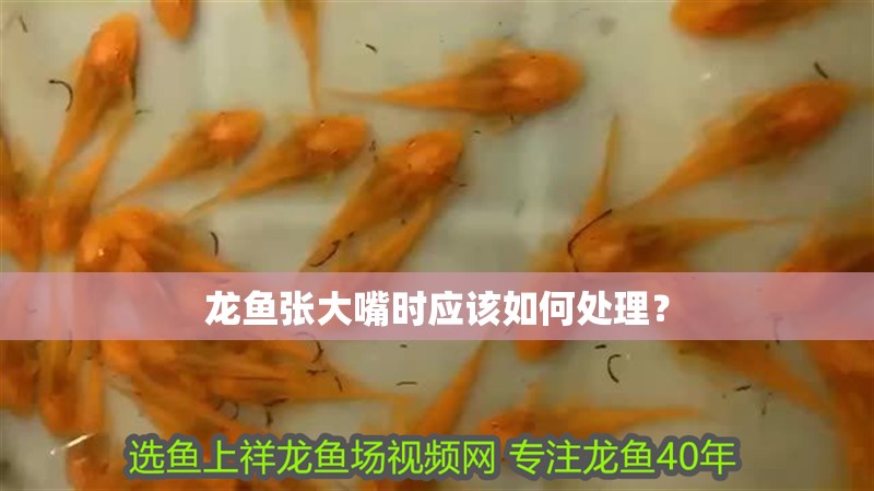 龍魚張大嘴時(shí)應(yīng)該如何處理？