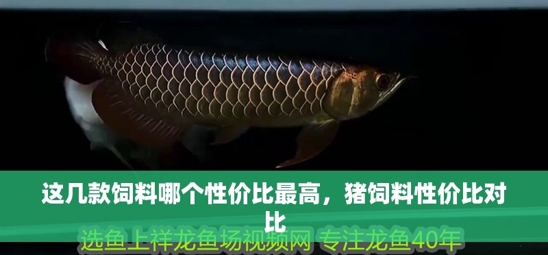這幾款飼料哪個性價比最高，豬飼料性價比對比