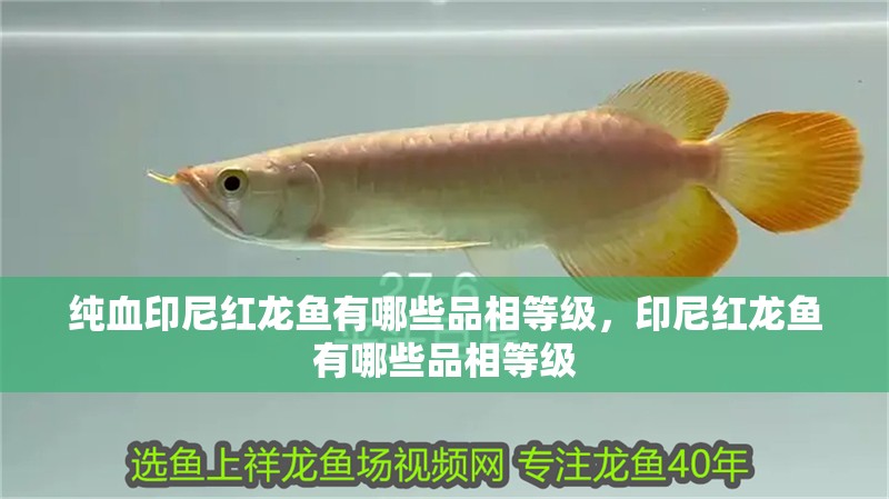 純血印尼紅龍魚有哪些品相等級，印尼紅龍魚有哪些品相等級
