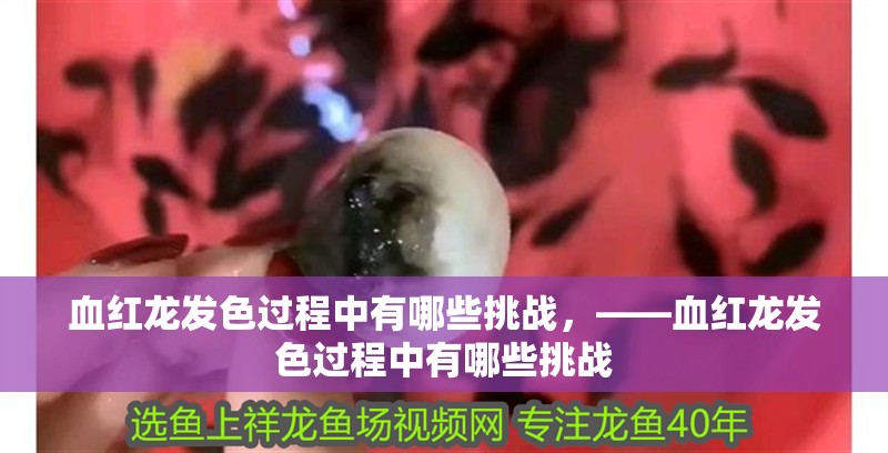 血紅龍發色過程中有哪些挑戰，——血紅龍發色過程中有哪些挑戰