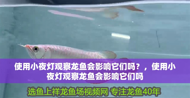 使用小夜燈觀察龍魚會影響它們嗎？，使用小夜燈觀察龍魚會影響它們嗎