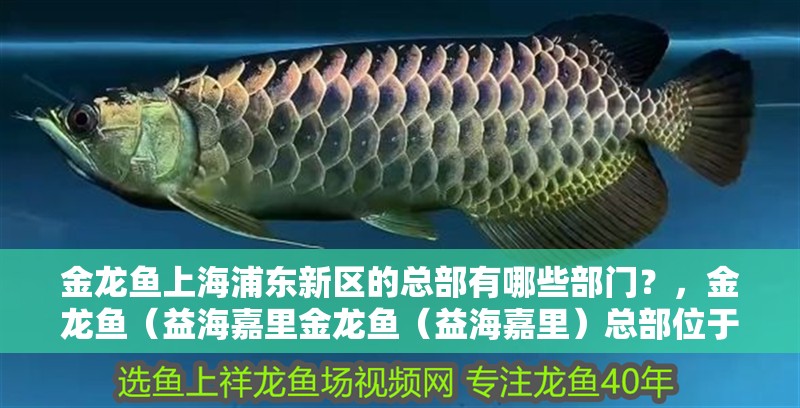 金龍魚上海浦東新區(qū)的總部有哪些部門？，金龍魚（益海嘉里金龍魚（益海嘉里）總部位于上海浦東新區(qū)博成路