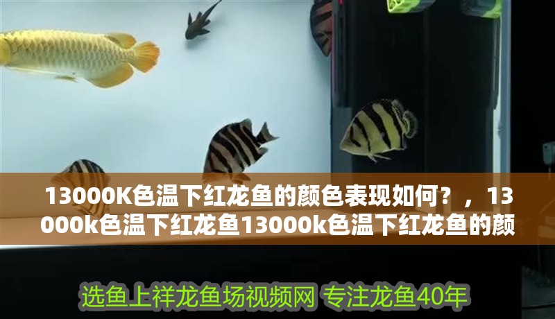 13000K色溫下紅龍魚的顏色表現如何？，13000k色溫下紅龍魚13000k色溫下紅龍魚的顏色表現
