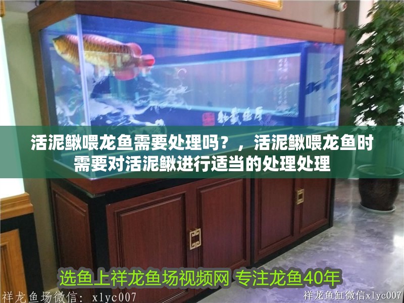 活泥鰍喂龍魚需要處理嗎？，活泥鰍喂龍魚時需要對活泥鰍進行適當的處理處理