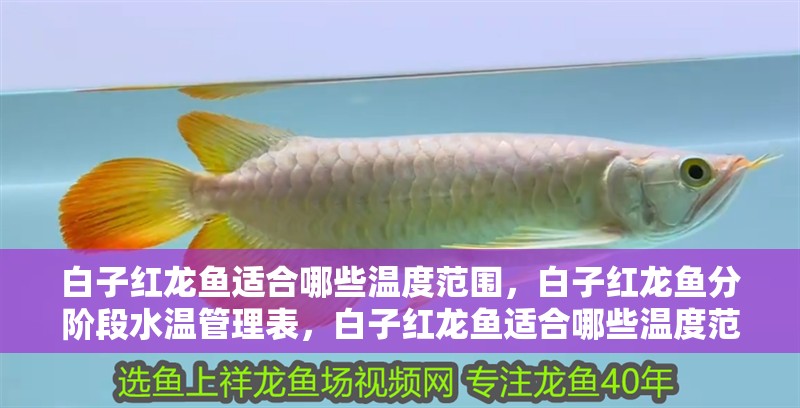 白子紅龍魚適合哪些溫度范圍，白子紅龍魚分階段水溫管理表，白子紅龍魚適合哪些溫度范圍