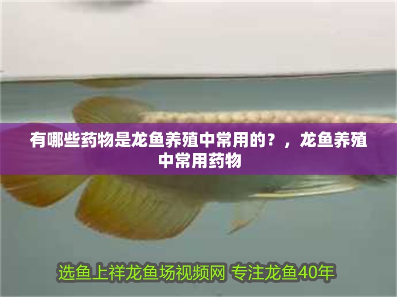 有哪些藥物是龍魚養殖中常用的？，龍魚養殖中常用藥物