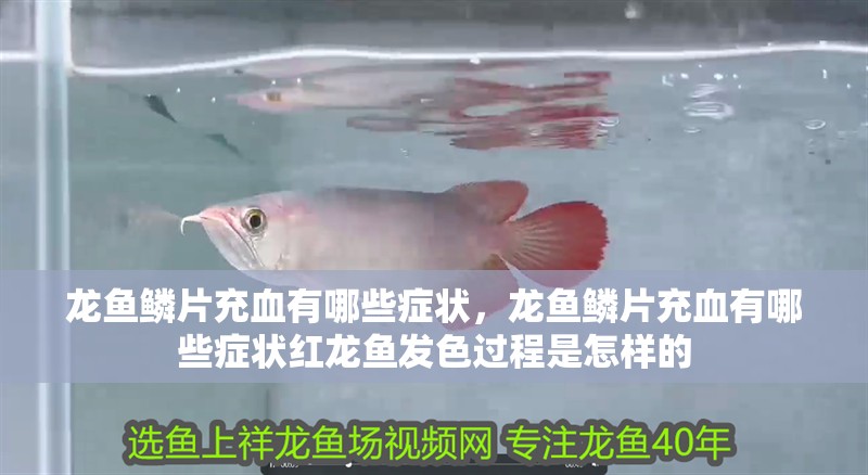 龍魚鱗片充血有哪些癥狀，龍魚鱗片充血有哪些癥狀紅龍魚發色過程是怎樣的