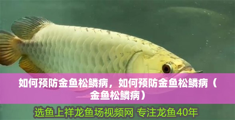 如何預防金魚松鱗病，如何預防金魚松鱗病（金魚松鱗病）