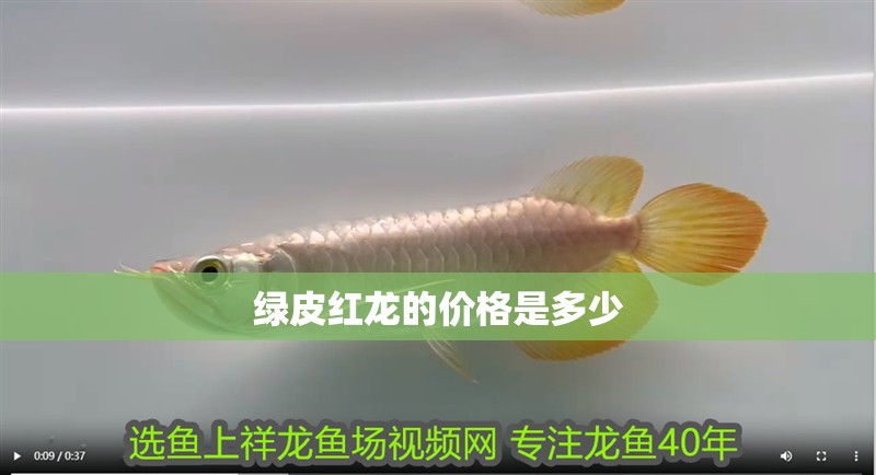 綠皮紅龍的價(jià)格是多少