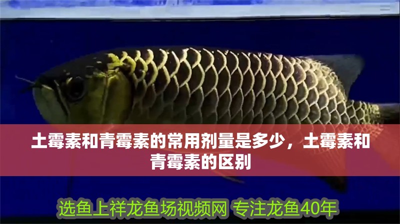 土霉素和青霉素的常用劑量是多少，土霉素和青霉素的區別
