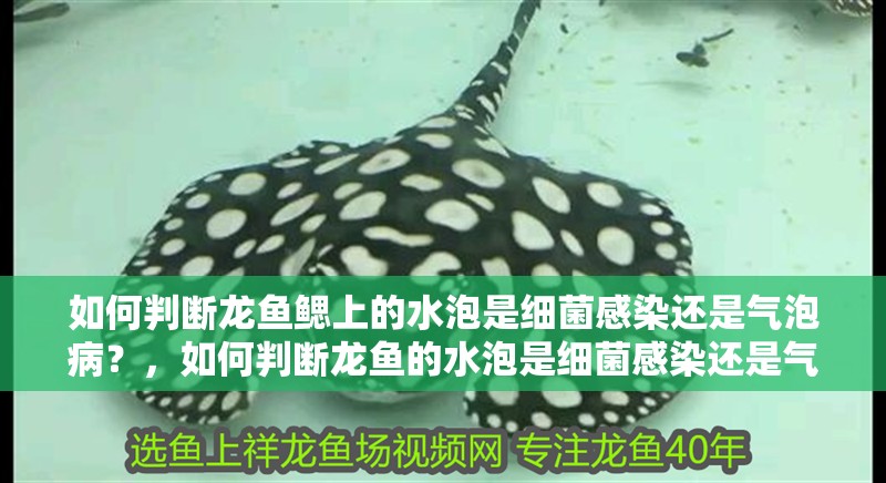 如何判斷龍魚鰓上的水泡是細菌感染還是氣泡病？，如何判斷龍魚的水泡是細菌感染還是氣泡病？
