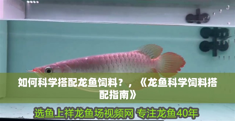 如何科學搭配龍魚飼料？，《龍魚科學飼料搭配指南》