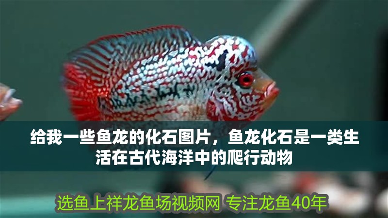 給我一些魚龍的化石圖片，魚龍化石是一類生活在古代海洋中的爬行動物