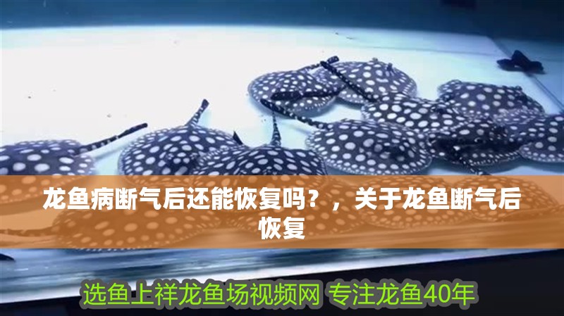 龍魚病斷氣后還能恢復嗎？，關于龍魚斷氣后恢復