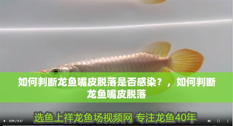 如何判斷龍魚嘴皮脫落是否感染？，如何判斷龍魚嘴皮脫落