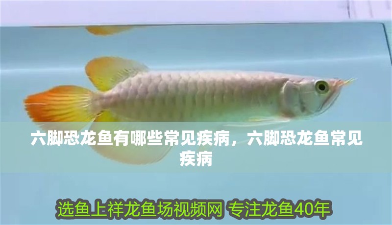 六腳恐龍魚有哪些常見疾病，六腳恐龍魚常見疾病